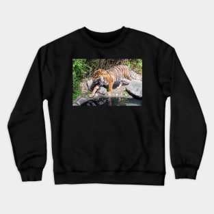 Tiger walking by the pond Crewneck Sweatshirt